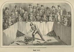 “Rat Pit,” Edward H. Savage. Police Recollections; or Boston by Daylight and Gaslight. Boston: John P. Dale & Co., 1873.